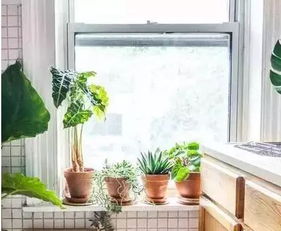 马路房窗户边种什么植物嫩降噪？这三种吸音绿植实测有效吗？