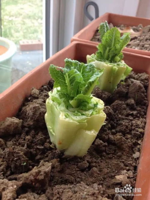 培育生菜种子，如何确保快速发芽