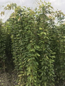 低价诱惑：油麻藤种子真的便宜吗？