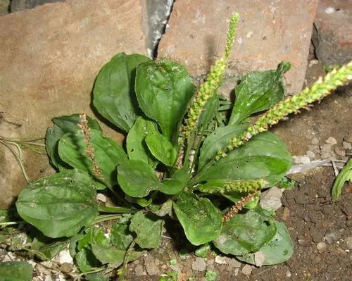 草本车前草：路边常见的“美容师”