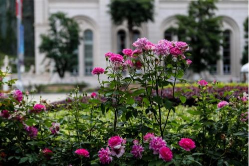 诗句之谜，何处解？