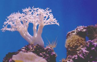 植物珊瑚揭秘：究竟是不是植物嗯？