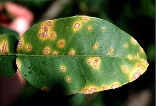 灌根为主， 喷雾为辅