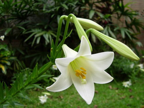 百合怎么养才能开花不败？