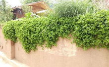 如何避开雨季烂根陷阱？速生花卉方案揭秘