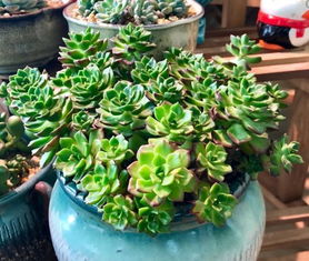 多肉植物换土后多久需要浇水？