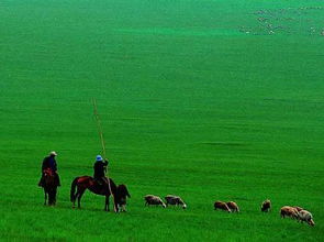 山西山地开垦选草指南：揭秘如何提高成活率50%