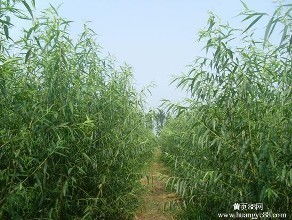 槐花之味，令人回味无穷