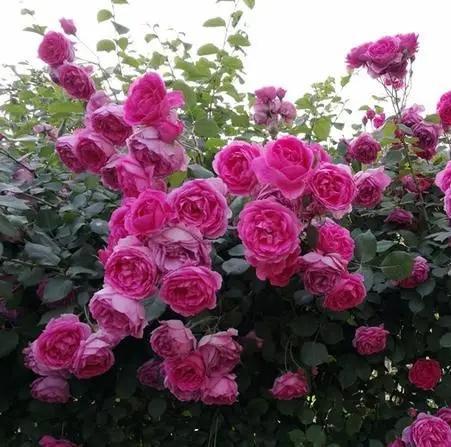 月季花中的大红袍——弗洛伦蒂娜月季