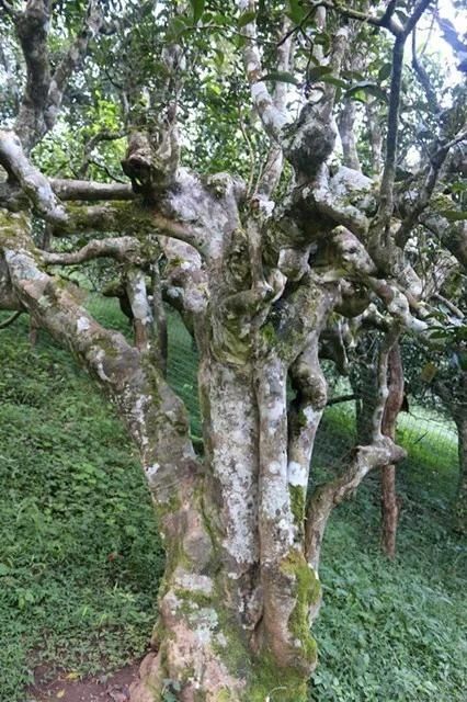 茶叶树为何不开花呢？揭秘茶叶树年年后来啊不开花的奥秘！