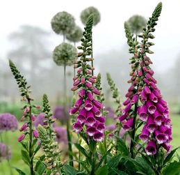 “爆款花卉揭秘：植物界的明星，你了解多少？”