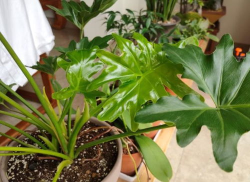 螺纹铁养殖过程中，如何确保其根系健康