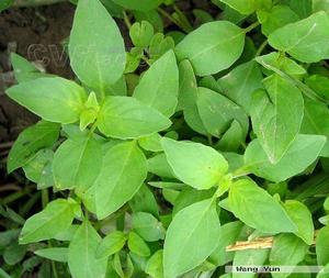 金不换的植物特性有哪些，其药用价值具体体现在哪些方面