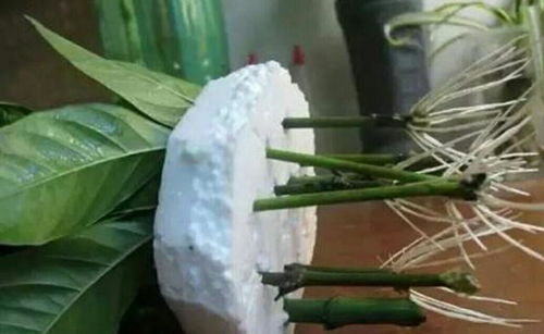 芽插入门：植物芽点的神奇之旅