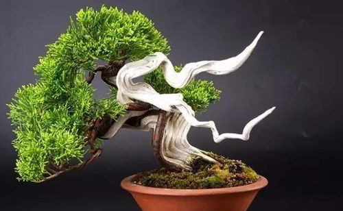 树桩去皮拆分，前半嵌入“盆景艺术”