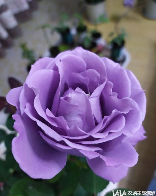 月季花色， 五彩斑斓