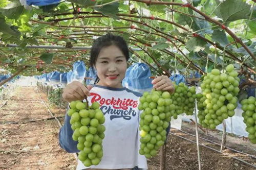 一、葡萄农药残留超标是什么意思？