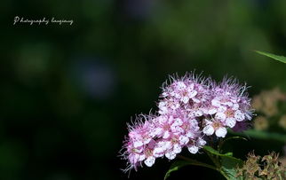 三、金山绣线菊的繁殖方式