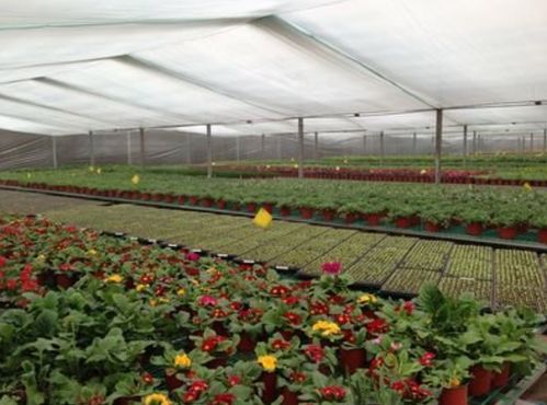 揭秘高效农业：温室大棚微喷灌系统操作与管理技巧