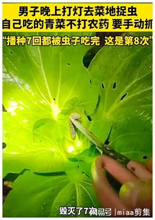 青菜有虫不打农药怎么办？我来告诉你小窍门！