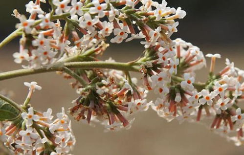 蓝色三角梅的美丽与养护