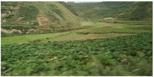 海拔高一点， 长势就好