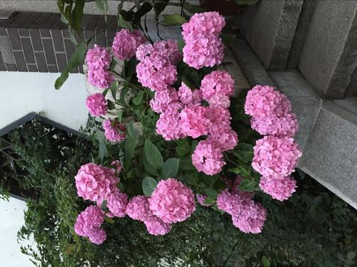 扦插有技巧， 生长没问题