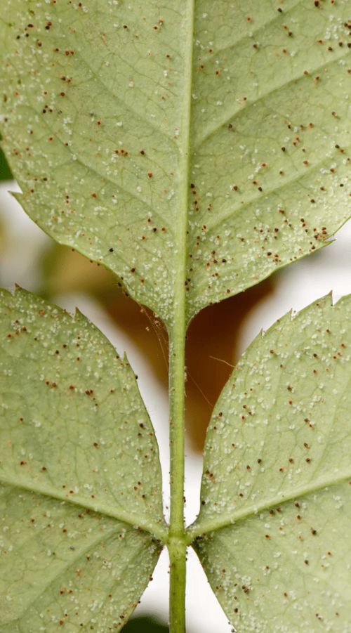物理防治：捕食螨的利用