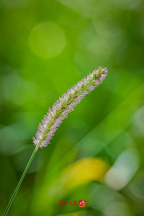 寒露日现场告诉新手种柴胡朋友合理冬种柴胡技巧
