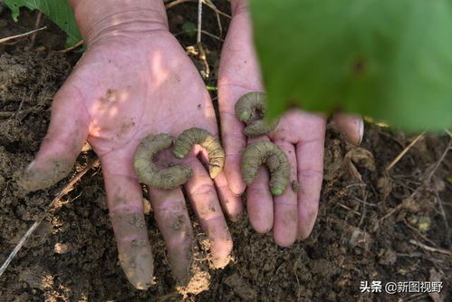 各种农药大比拼