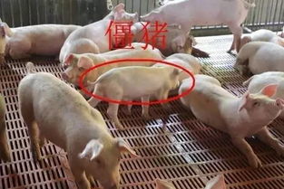 九法速效催肥僵猪，养殖新策略