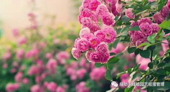 爱情永恒？这份花语大全