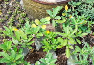 栽植前的施肥准备