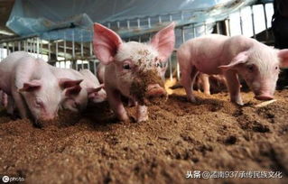 浏阳市生猪出栏价格近期波动大，能否分析下当前生猪价格背后的影响因素？