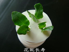 长寿花移栽的最佳时间是什么时候？不同时期养殖方法有何不同