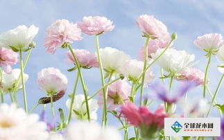 灰霉病：木本花卉的隐形杀手