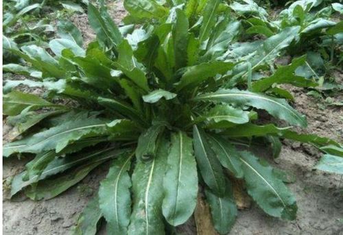 种草小贴士，让草梗健康