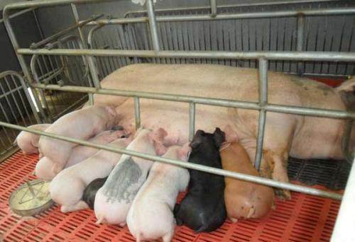秋季养猪，关键在于调控饲料与防寒保暖