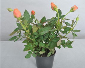 新芽冻坏， 可就浪费了