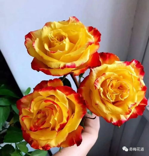 深紫乐队，摇滚的紫色传奇