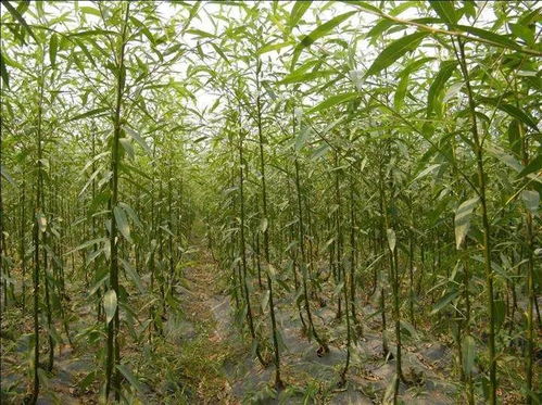 速生树种的定义与重要性