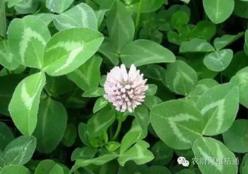 白三叶草：家畜美食