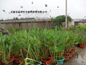 东北水生花卉种植指南