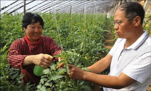 北方种啥菜， 赚钱不简单