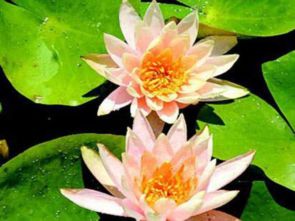 阳光与水：睡莲的乐园