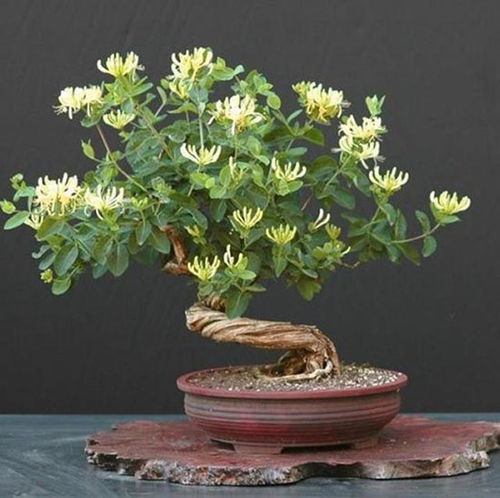 微型盆景，小体积大艺术