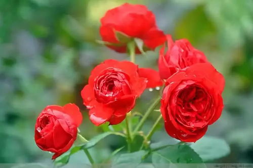 月季花的花期与种植范围