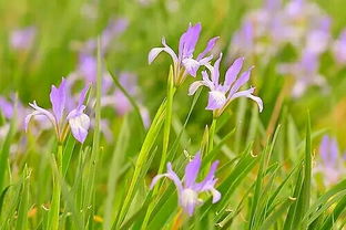 二、 马兰花和狗娃花的区别在哪里