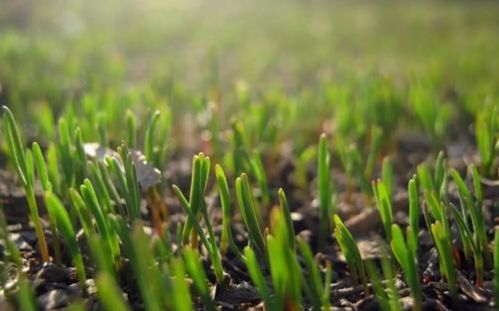 春天里 那些草本花卉悄悄破土