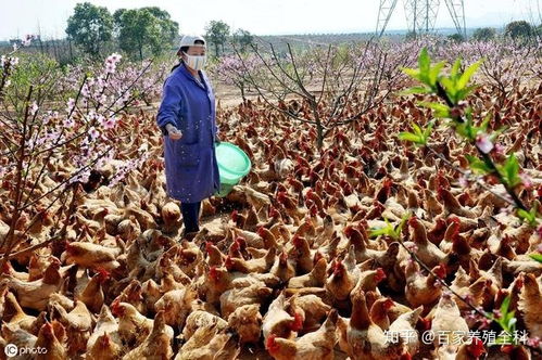 秋季养殖风险巧规避，稳产增收有妙招